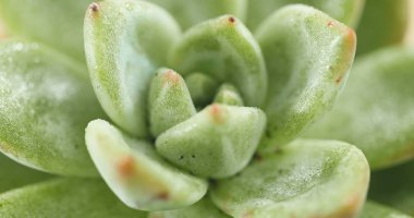 Kaktüs etli bitki yakın çekim