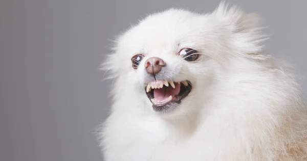 怒っているポメラニアン犬をクローズ アップ — ストック写真
