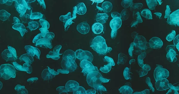 Εσωτερικη Jellyfishes Πράσινο Φως — Φωτογραφία Αρχείου