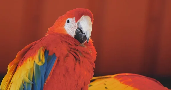 Guacamayo Rojo Parque Cerca —  Fotos de Stock