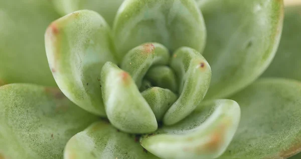 Planta Suculenta Miniatura Cerca —  Fotos de Stock