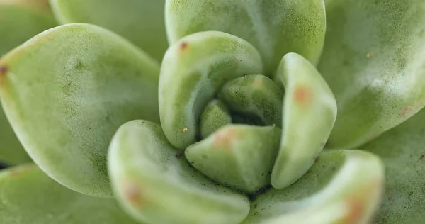 Kaktusz Nedvdús Növény Közelről — Stock Fotó