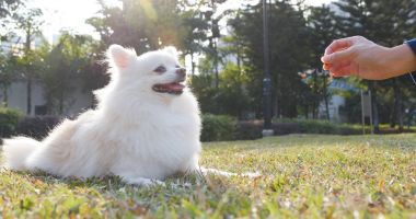 Kadın açık park köpek maması beslenme 