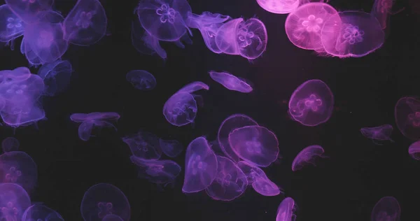 Fioletowe Światło Jellyfishes Bliska — Zdjęcie stockowe
