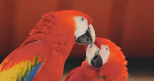 Pair of Red macaws in zoo park — Stock Image Pair Red Macaws Zoo Park Royalty Free Stock Photos