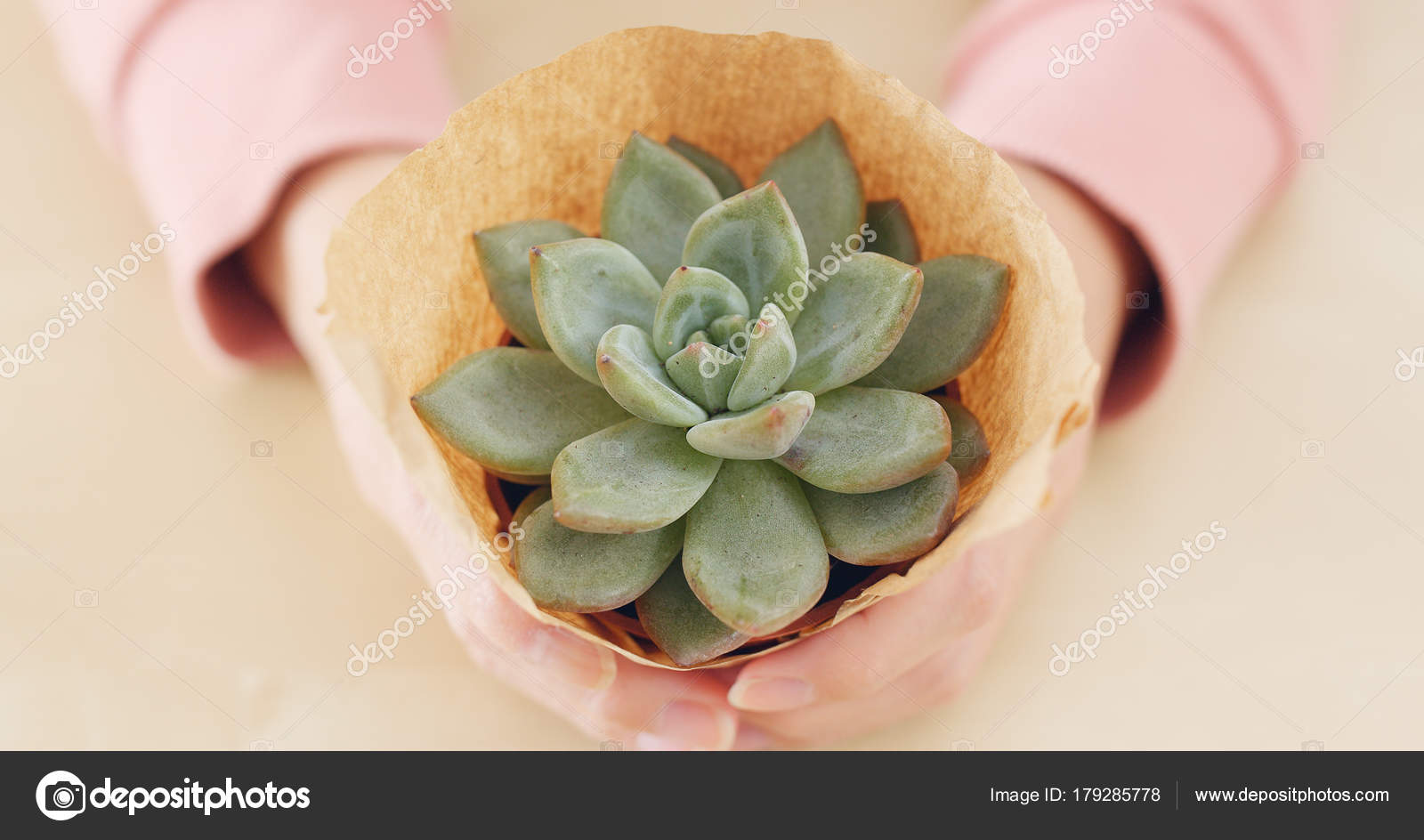 女子手捧盆栽植物植物 图库照片 C Leungchopan 女子手捧盆栽植物植物 图库照片 C Leungchopan