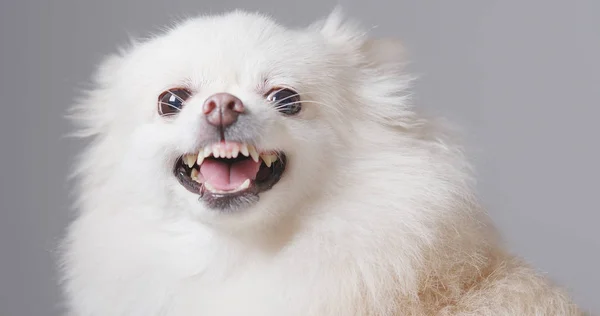 Blanco Pomeranian Perro Obtener Enojado —  Fotos de Stock