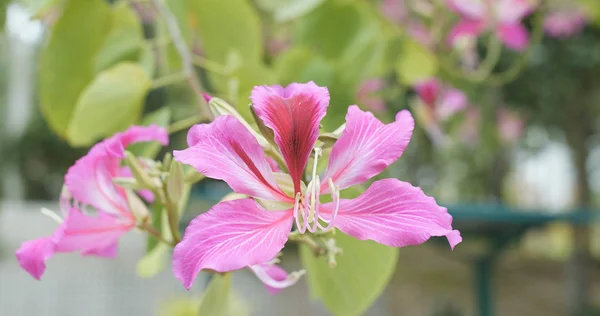 Pink Bauhinia Flowers Field — Stock Photo, Image