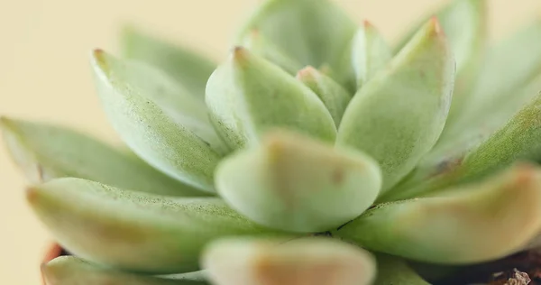 Planta Suculenta Verde Miniatura — Fotografia de Stock
