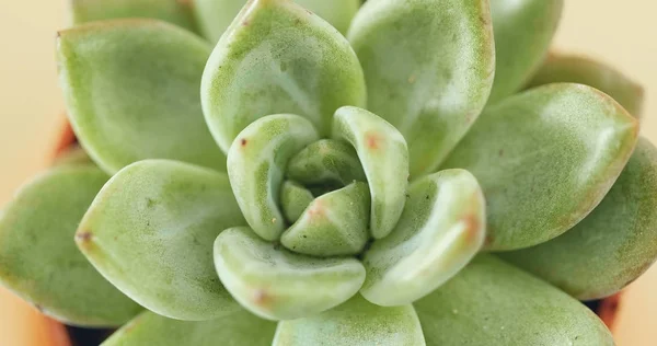 Close Verde Planta Suculenta — Fotografia de Stock