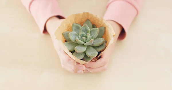 Mulher Mãos Segurando Verde Plantas Suculentas — Fotografia de Stock