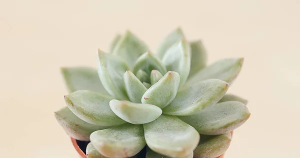 Potted Green Planta Suculenta — Fotografia de Stock