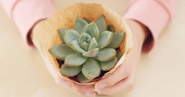 Mulher Segurando Planta Suculenta Vaso — Fotografia de Stock