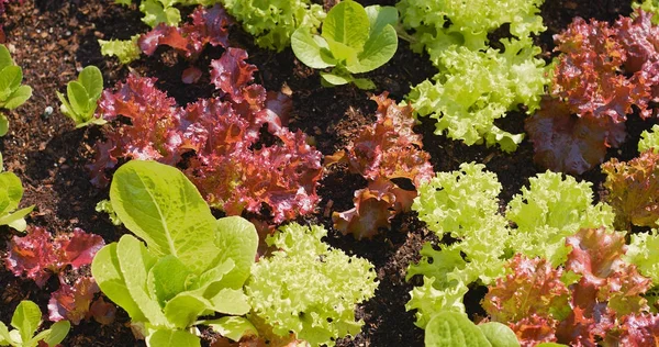 Liten Sallad Gård Takträdgården Med Högsta Byggnad — Stockfoto