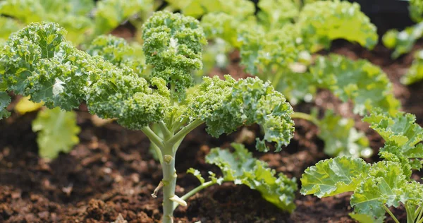 Fresh new kale on farm — Stock Image Fresh New Kale Farm Stock Photo