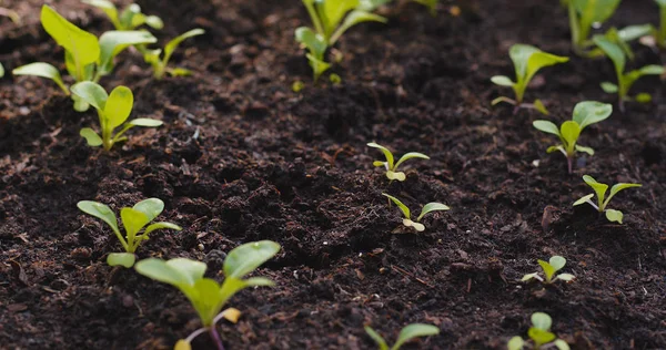 Planting Sprout Farm Close — Stock Photo, Image