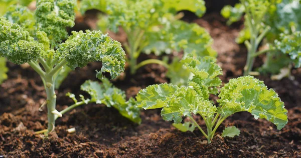 Planting Kale Farm Close — Stock Photo, Image