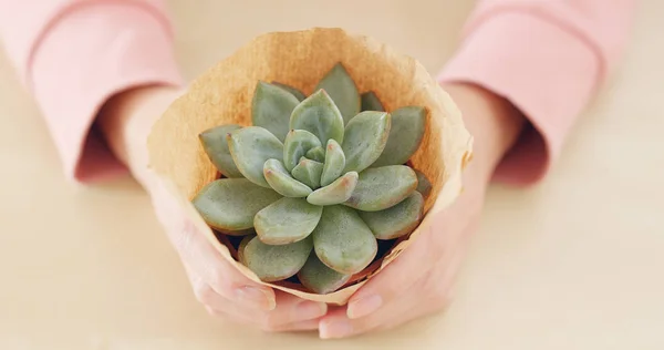 Meisje Hand Met Vetplanten Plant — Stockfoto