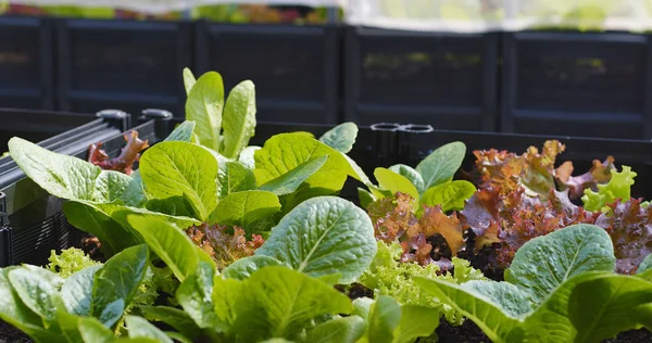 Small Little Farm Lettuce Roof Top Building — Stock Photo, Image