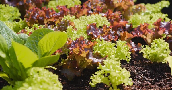 Salat Wächst Kleinen Bauerngarten — Stockfoto