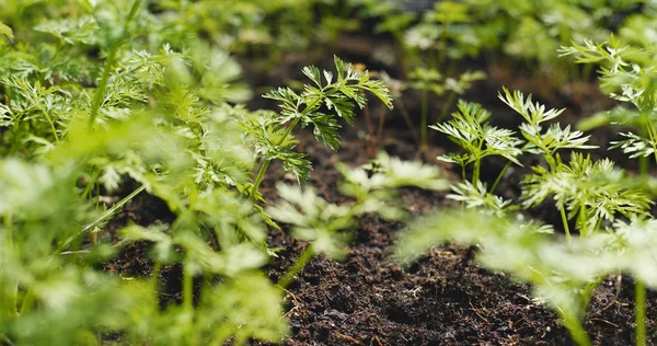 Plantage Van Groene Kruid Plantaardige — Stockfoto