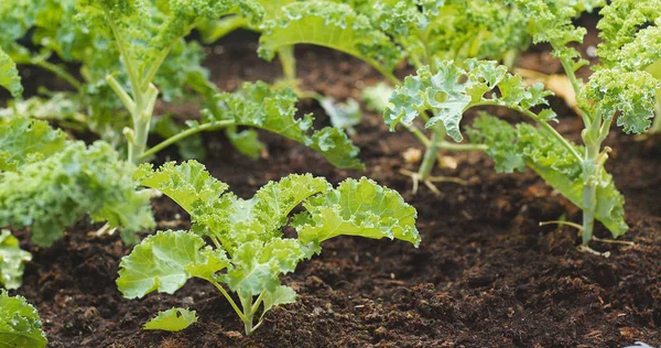 Chou Fraiche Dans Jardin Toit Bâtiment Jardin — Photo