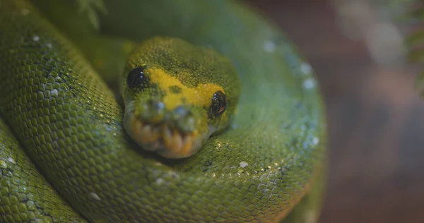 緑の木の Python をクローズ アップ — ストック写真