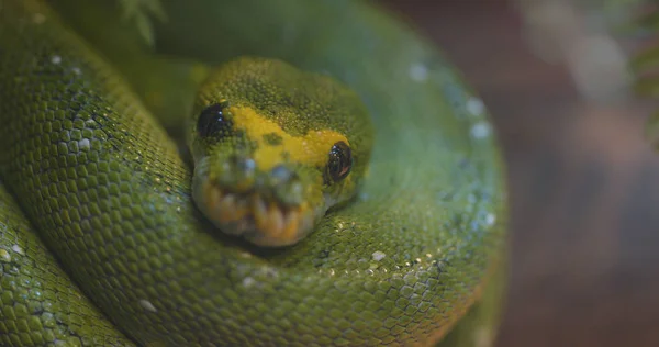 Grüne Baumpython Aus Nächster Nähe — Stockfoto