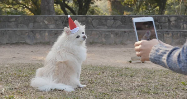 Tirando Foto Pomeranian Branco Usando Chapéu Papai Noel Parque — Fotografia de Stock