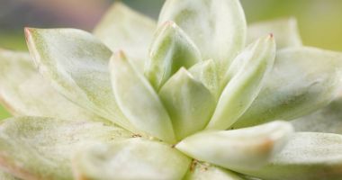 Etli bitki su spreyi 