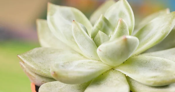 Groene Succulente Installatie Close — Stockfoto