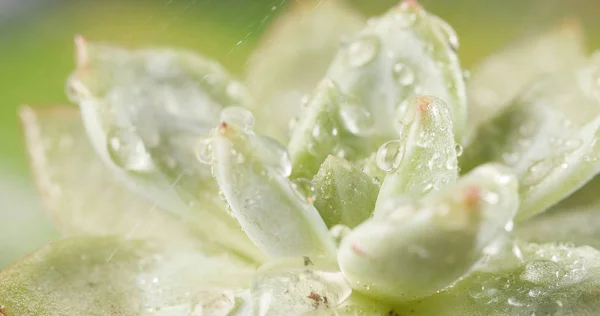 Water Spray Succulent Plant — Stock Photo, Image