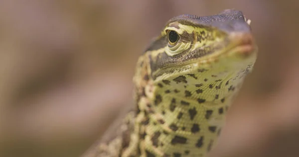 Fechar Areia Goanna Rosto — Fotografia de Stock