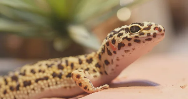Skvrnitý Leopard Gecko Zblízka — Stock fotografie