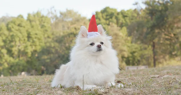 Weißer Pommernhund Mit Weihnachtsmannmütze Park — Stockfoto