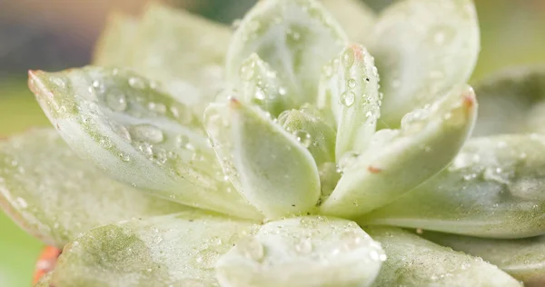 Green Succulent Plant Close — Stock Photo, Image