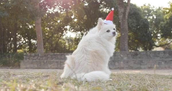 Pomeranian Christmas Hat Outdoor Park — Stock Photo, Image