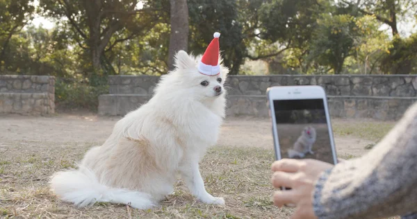 Taking Photo White Pomeranian Wearing Santa Claus Hat Park — Stock Photo, Image