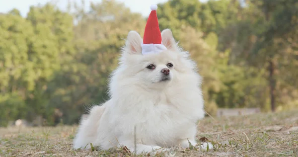 Weißer Pommernhund Mit Weihnachtsmann Mütze Auf Dem Gras Liegend — Stockfoto
