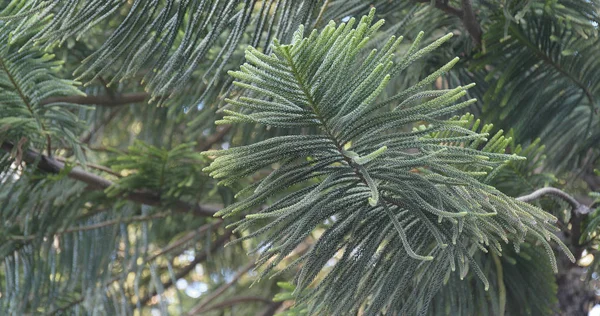 Green Pine Tree Close — Stock Photo, Image