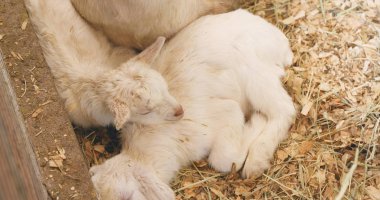 Küçük bebek keçi saman üzerinde uyku gruptaki 