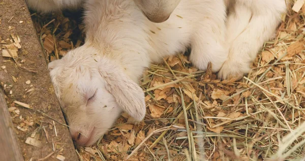 Маленькие Козы Ферме Спят Соломе — стоковое фото