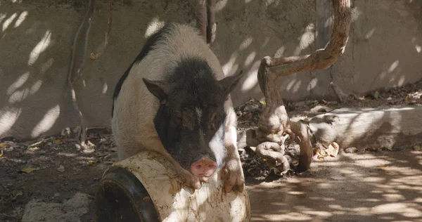 猪在农场附近玩耍 — 图库照片