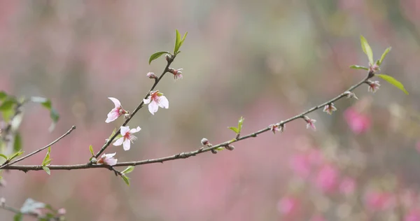 Švestkové Květy Stromě Zblízka — Stock fotografie