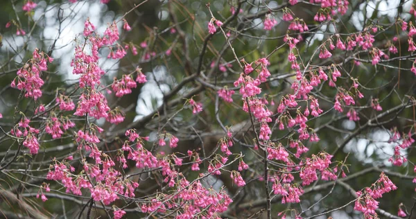 Rosa Sakura Blomma Cerasus Campanulata — Stockfoto