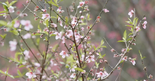 Pink Plum Flowers Forest — Stock Photo, Image