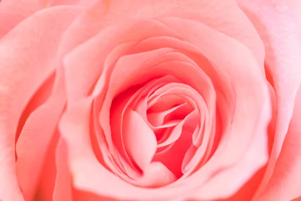 关闭粉红色玫瑰纹理 — 图库照片