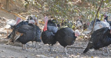 Mera Wild Türkiye'nin grubunda  