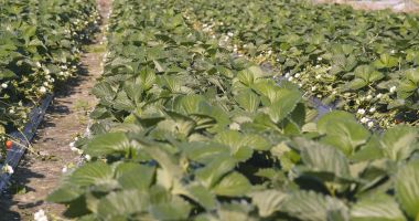 Taze çilek alan satırları   