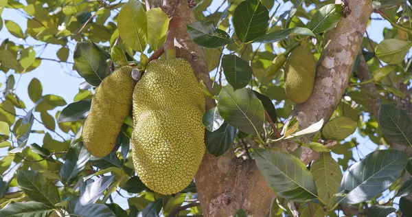 Jackfruits Ağaç Dalları Üzerinde Kapat — Stok fotoğraf